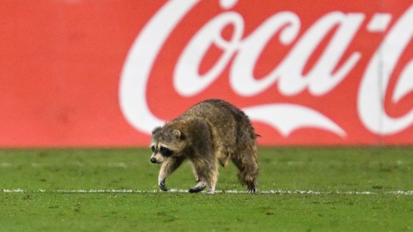 A raccoon enters the field